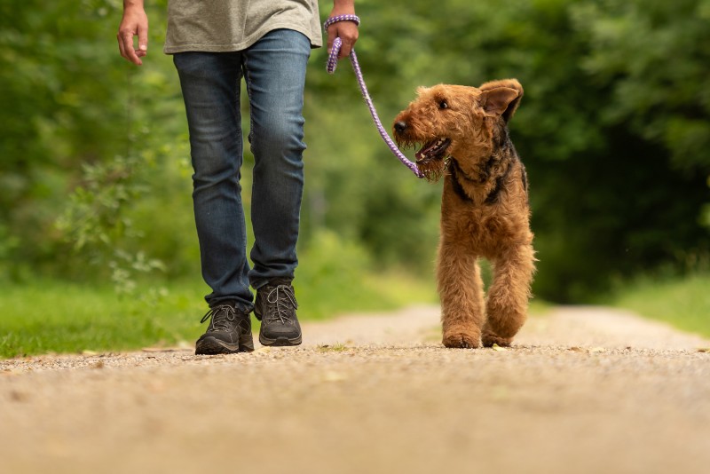 Airedale Terrier