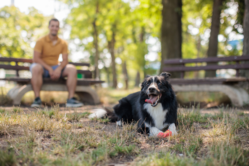 dog on the farm with his owner
