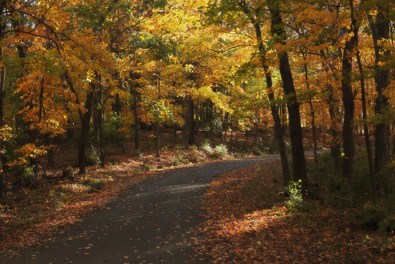 trail way in autumn season